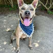 Thumbnail photo of Alfie #2