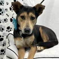 Thumbnail photo of Sassy #3