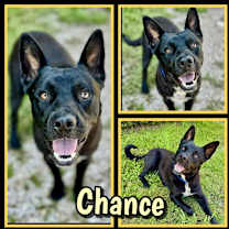 Thumbnail photo of Chance #1
