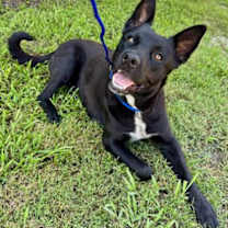 Thumbnail photo of Chance #3