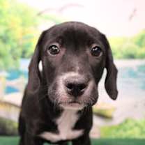 Thumbnail photo of Hue #1