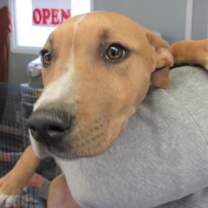 Thumbnail photo of Fennel #2