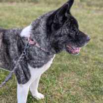 Thumbnail photo of Steve #2