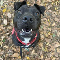 Thumbnail photo of Charm #1