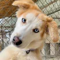 Thumbnail photo of Butterscotch #3