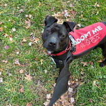 Thumbnail photo of Charm #2