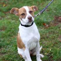 Thumbnail photo of Scarecrow #3