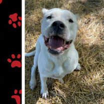 Thumbnail photo of Tori #1