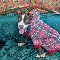 Thumbnail photo of Thunder #1