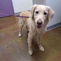 Thumbnail photo of Stray Hold-Sunsera "Buu" #1