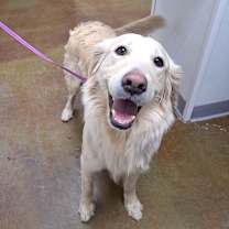 Thumbnail photo of Stray Hold-Sunsera "Buu" #2