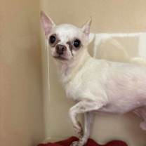 Thumbnail photo of Charmin Softie - Bonded with Isabella Softie #2