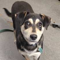 Thumbnail photo of Oreo #1