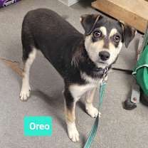 Thumbnail photo of Oreo #3