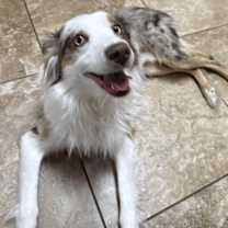 Thumbnail photo of Kringle #1