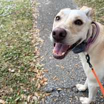 Thumbnail photo of Roxy #1