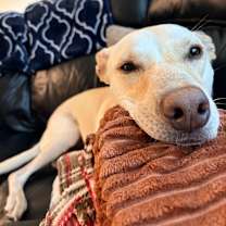 Thumbnail photo of Roxy #3