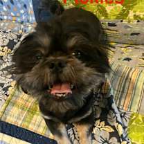 Thumbnail photo of Pickles #1