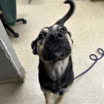 Thumbnail photo of Shay #2