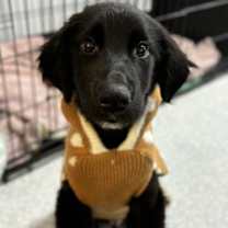 Thumbnail photo of Chance #1