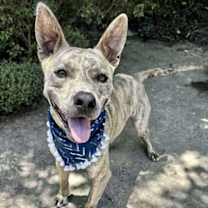 Thumbnail photo of Alfie #3