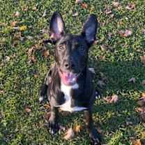 Thumbnail photo of Toby #1