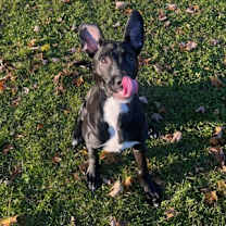 Thumbnail photo of Toby #3