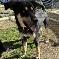 Thumbnail photo of JAKE #1