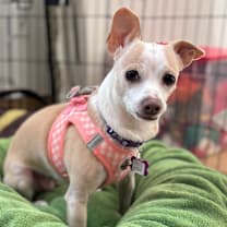 Thumbnail photo of Starry Night 13582 #1