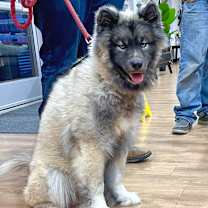 Thumbnail photo of Loki #1