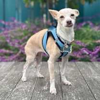 Thumbnail photo of Starry Night 13582 #4