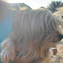 Thumbnail photo of Bella BB #2