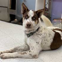 Thumbnail photo of Nacho #2