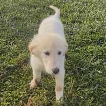 Thumbnail photo of Holley #3