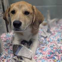 Thumbnail photo of Chase #2