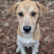 Thumbnail photo of Chase #4