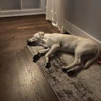 Thumbnail photo of Comit #3