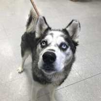 Thumbnail photo of COCO #1