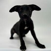 Thumbnail photo of Atlas #2