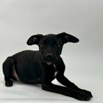 Thumbnail photo of Atlas #3