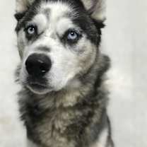 Thumbnail photo of COCO #2