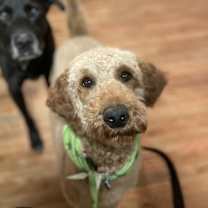 Thumbnail photo of Maple #1