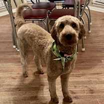 Thumbnail photo of Maple #3