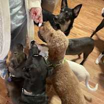 Thumbnail photo of Maple #4