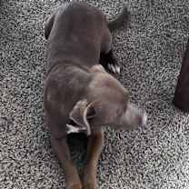 Thumbnail photo of Dalila #1