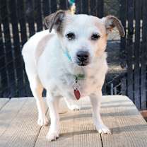 Thumbnail photo of BRITTANY #1