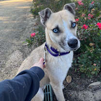 Thumbnail photo of Sidney #2