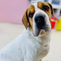 Thumbnail photo of Duke #2