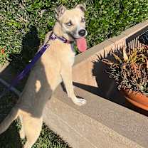 Thumbnail photo of Sidney #4