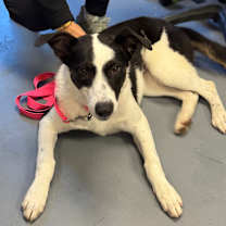 Thumbnail photo of Riley #3